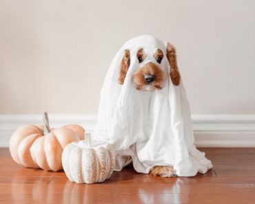 25 Exciting Pet Halloween Costumes for Your 2025 Party