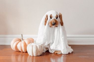 25 Exciting Pet Halloween Costumes for Your 2025 Party