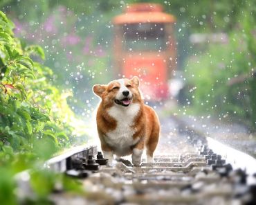 Petco Grooming Coupon | To Groom Your Lovely Pet