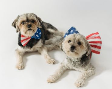 National Pet Day 2025: Best Ideas to Celebrate with your pet