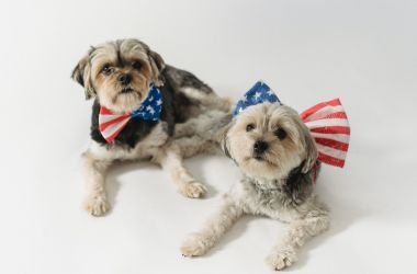National Pet Day 2025: Best Ideas to Celebrate with your pet