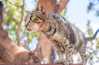 Best Ideas To Celebrate International Cat Day With Your Cat