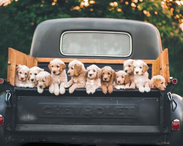 National Puppy Day 2025: Best Ways to Celebrate with Your Little Pup