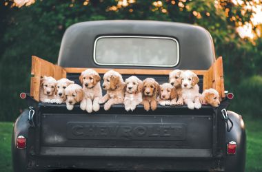 National Puppy Day 2025: Best Ways to Celebrate with Your Little Pup