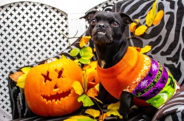 Creepy Dog Costumes Ideas for Halloween 2022
