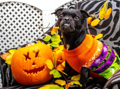 Creepy Dog Costumes Ideas for Halloween 2022