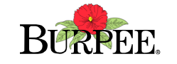 Burpee