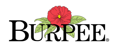 Burpee